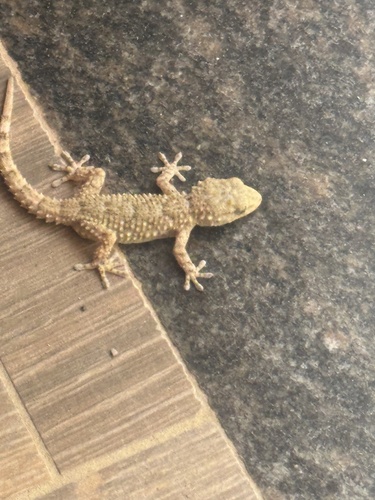 Moorish Gecko