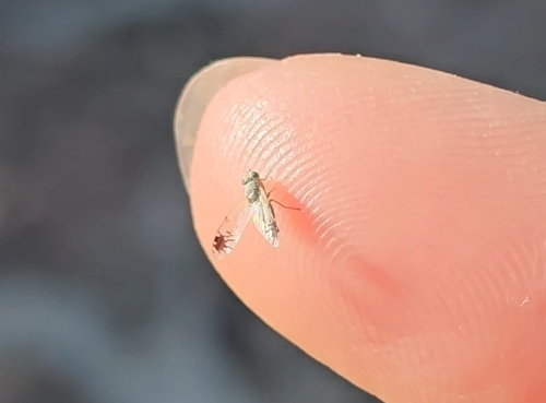 Star-winged Ragwort Fly