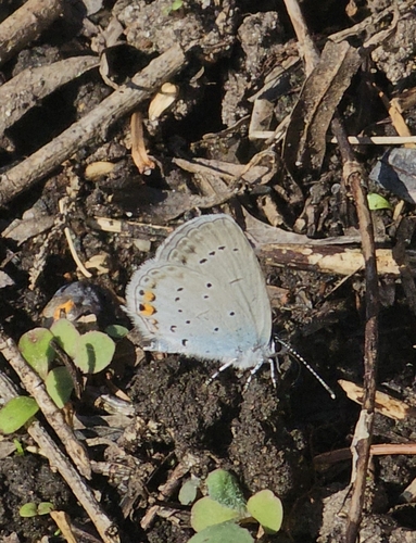 Short-tailed Blue