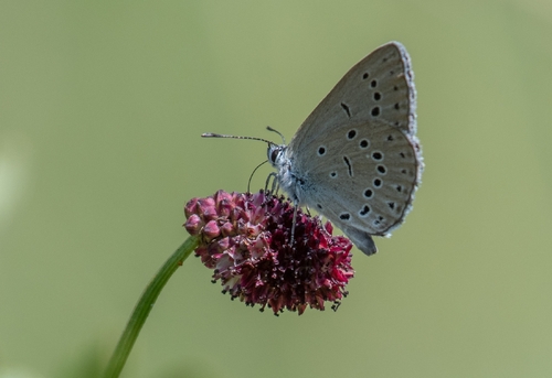 Scarce Large Blue