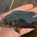 Jack Dempsey - Photo (c) species_spotlight, all rights reserved, uploaded by species_spotlight