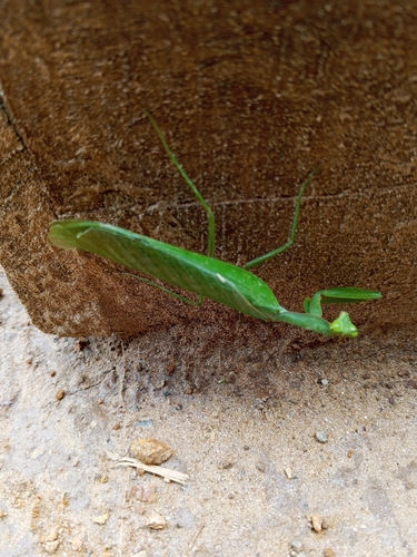 Common Green Mantis
