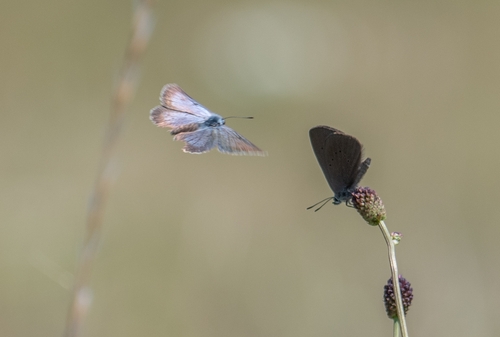 Dusky Large Blue