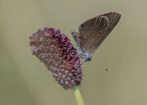 Dusky Large Blue