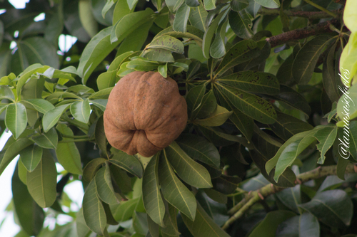 provision tree