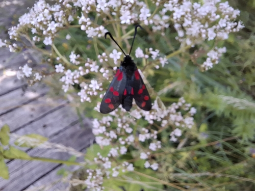 Six-spot Burnet