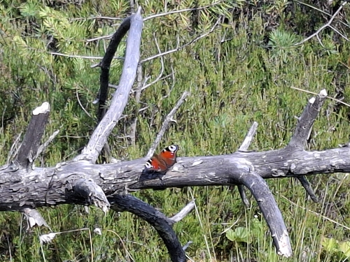 European Peacock Butterfly