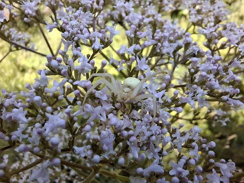 Goldenrod Crab Spider
