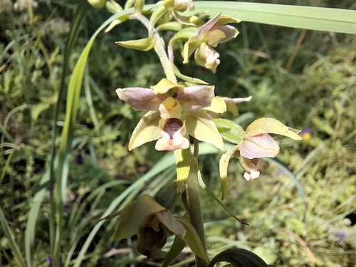 Broad-leaved helleborine