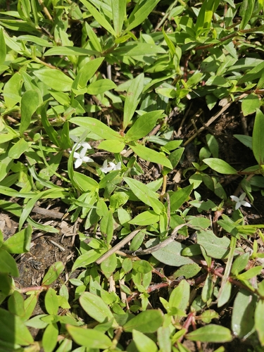 buttonweed