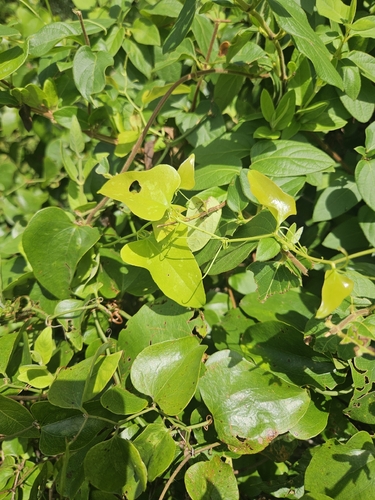 Carolina snailseed
