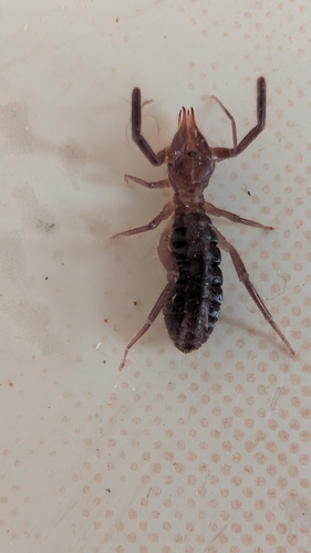 Gluvia brunnea