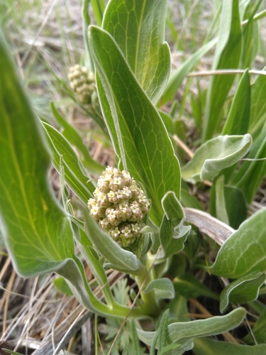 Valeriana edulis var. edulis