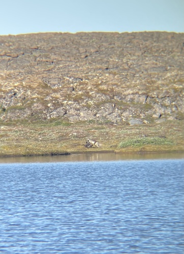 Polarræv observed by johanneskjold