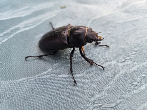 European Stag Beetle