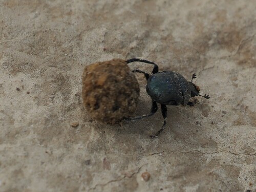 Gymnopleurus miliaris