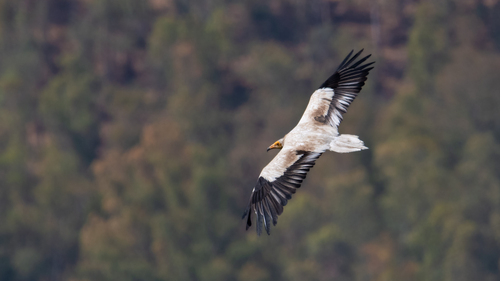 Egyptian Vulture