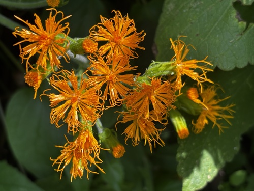 Gynura scandens