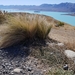 Carex albula - Photo (c) Kerry Ford, todos los derechos reservados, subido por Kerry Ford