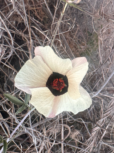Hibiscus caesius