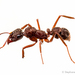 Hormigas de Grandes Mandíbulas - Photo (c) Stéphane De Greef, todos los derechos reservados, subido por Stéphane De Greef