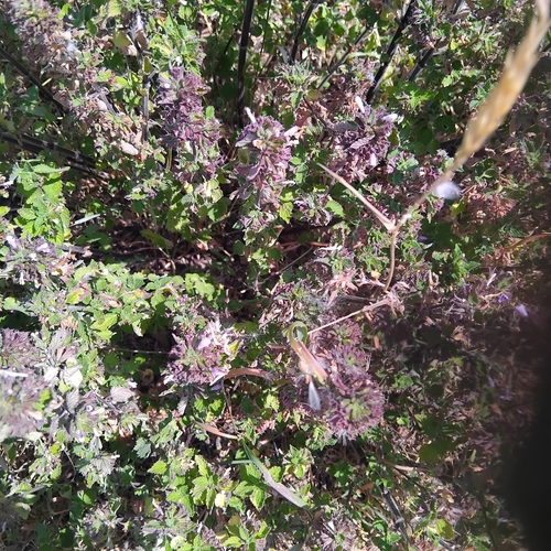 Black horehound