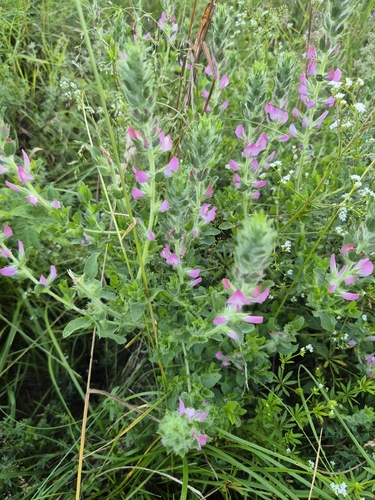 trailing restharrow