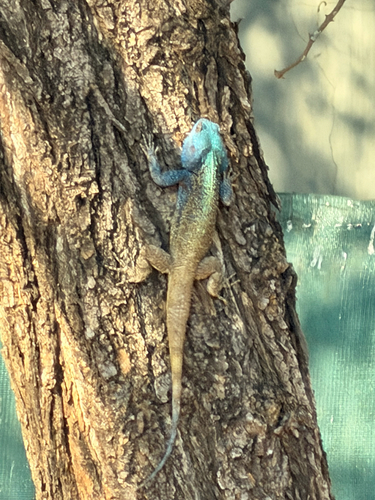 Southern Tree Agama