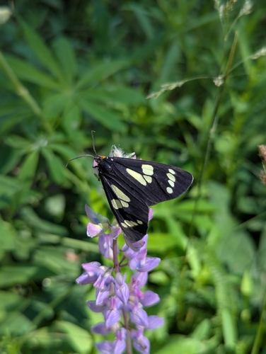 iNaturalist observation photo of Wild Forget-me-not Moth