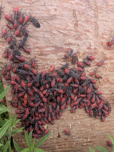 Eastern Boxelder Bug