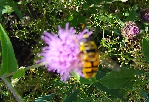 Yellow-haired Sun Fly