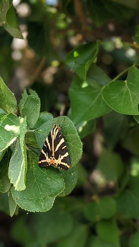 Jersey Tiger