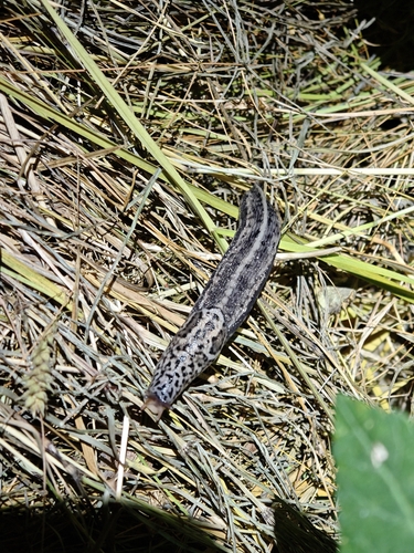 Leopard Slug