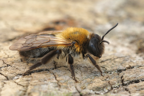 Grey-patched Mining Bee