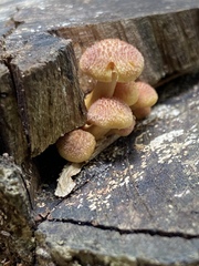 Image of Gymnopilus luteofolius