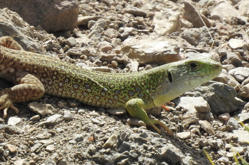 Atlas Ocellated Lizard