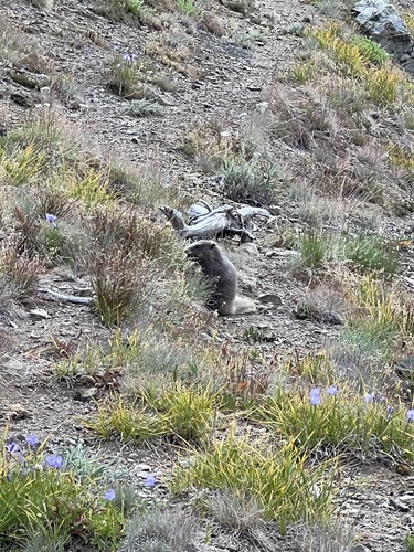 Olympic Marmot observed by jamie219