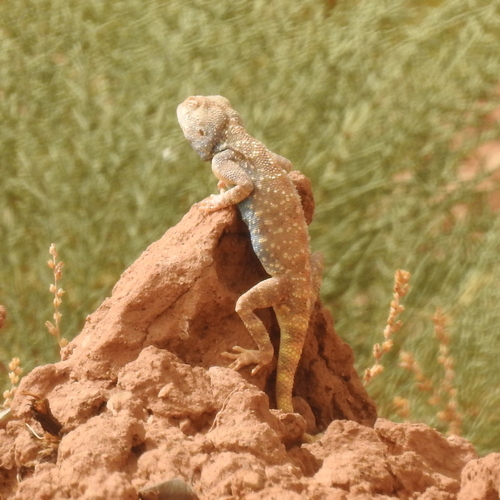 Moroccan Plain Agama