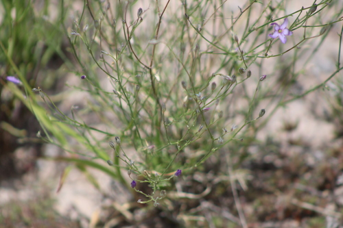 Giliastrum stewartii
