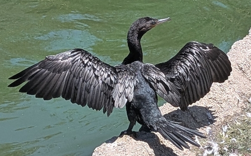 Neotropic Cormorant