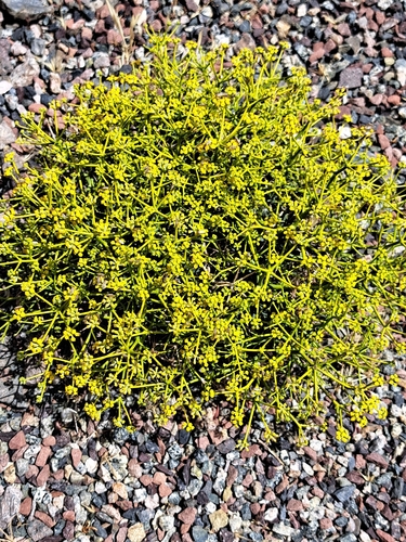 Bupleurum spinosum