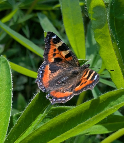 Small Tortoiseshell