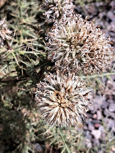 Spiny Globe-thistle