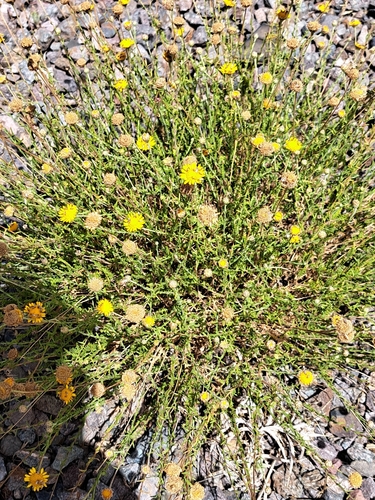 Cladanthus scariosus