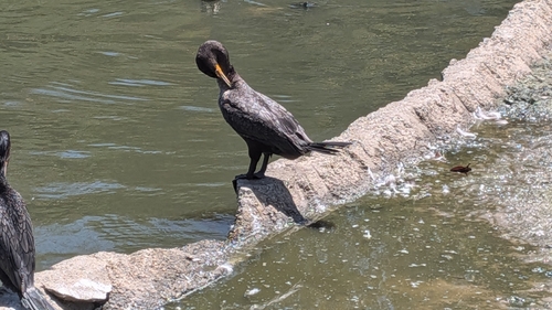 Double-crested Cormorant