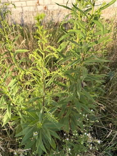 Canada goldenrod