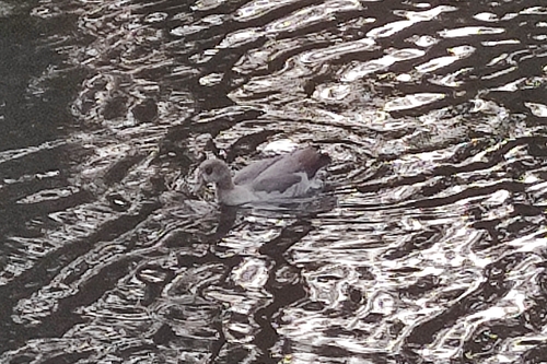 Egyptian Goose
