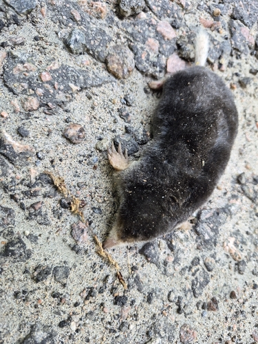 Hairy-tailed Mole observed by janesuchomski