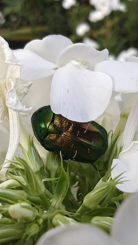 European Rose Chafer