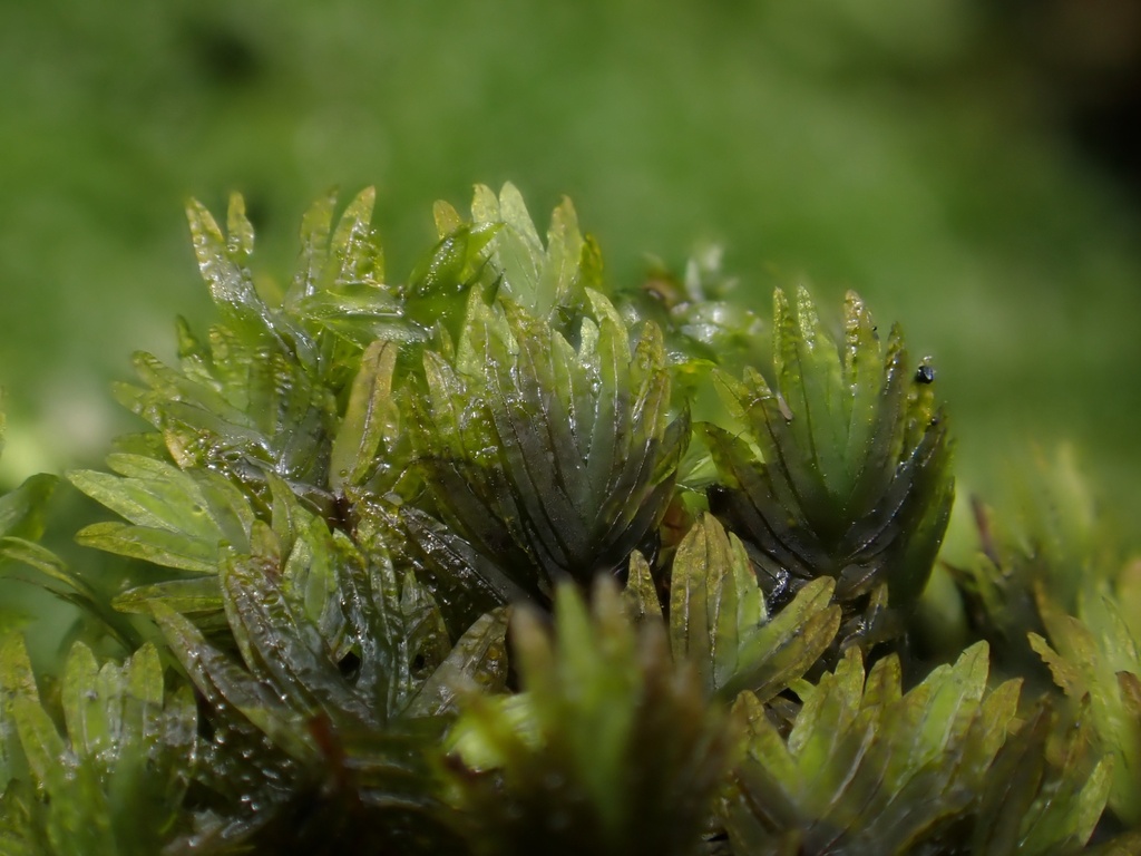 Fissidens braunii (Fissidens braunii)